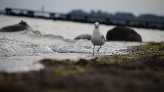 Seagull bird running on beach