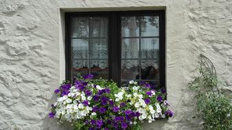 flowers near the black window on the old facade