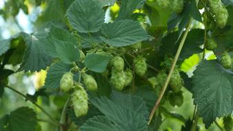 hop bush with green leaves