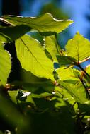 Beech Leaves May