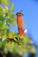 Wasp Flower Buds