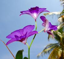 perfect Orchid Dendrobium Purple