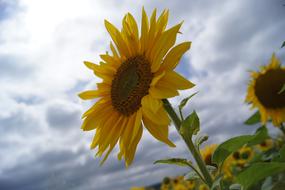 extraordinarily beautiful Summer Flower