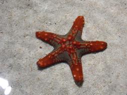 red starfish on white sand