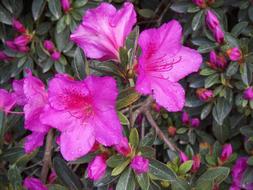 Rhododendron Flower close up on blurred background