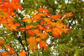 Autumn Colorful Leaves Golden