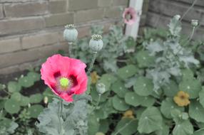 impressively beautiful Flower Poppy