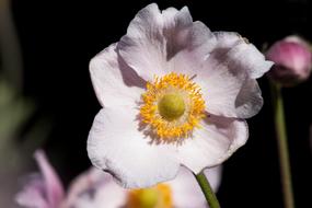 Anemone Japan flower at garden