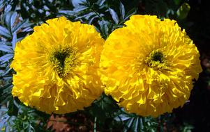 Marigold Yellow Field in India