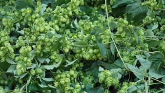 Hops Beer Hopfendolde