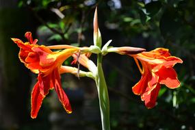 Redish Flower close-up on blurred background