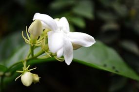 wonderful Jasmine Flower White