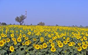 absolutely beautiful Sunflowers