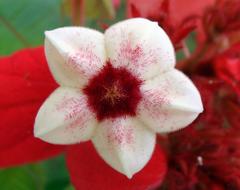 Mussaenda Red white