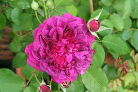 Rose pink green Flower