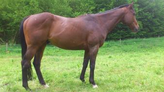 brown Racehorse on farm