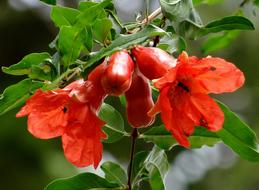 perfect Pomegranate Flower