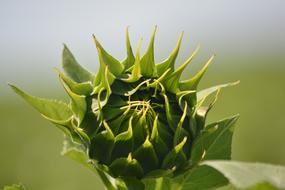 green Sunflower Flora Flower