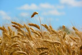 Close-up of the beautiful wheat plants on the field, under the blue sky with clouds