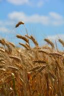 photo of Wheat cereals