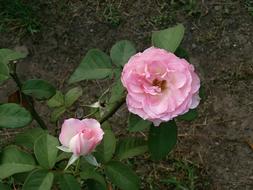 Rose Pink Flower