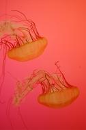 Sea Jellies Creature on a red background