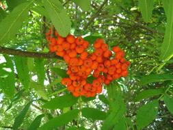 Rowan Berries Garden Orange close-up
