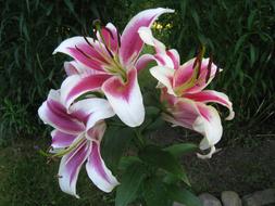 pink white Lily in bloom at greenery