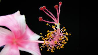 incredibly beautiful Bloom Pink