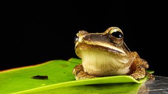 Frog Golden Eyes