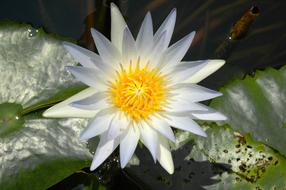 impressively beautiful Water Lily White