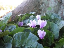 fabulous Cyclamen Purple
