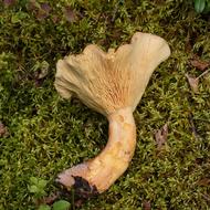 Mushroom Mushrooms Foot Fungus
