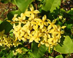 yellow flowers in the garden in Karnataka in India