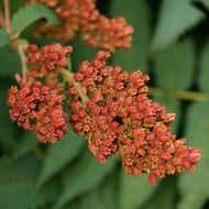 Refers Rowan-Angervo The Core Seed