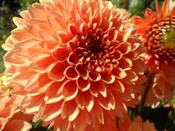 impressively beautiful Dahlia Blossom