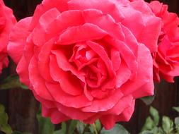absolutely beautiful Rose Close Up