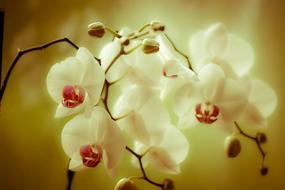 fabulous Orchid Phaleonopsis Blossom