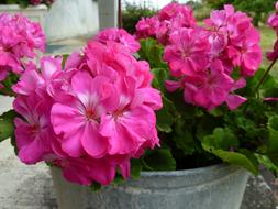 Flower Lilac Pink