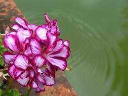 Flowers Lilac Pink near green water