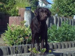 Labrador Chocolate