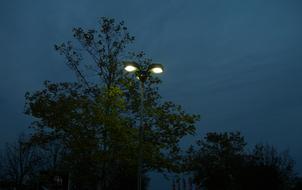 night lights in green trees