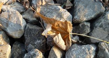 Foliage Leaves In The Autumn Fall