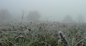 fog over meadow with green grass in the morning