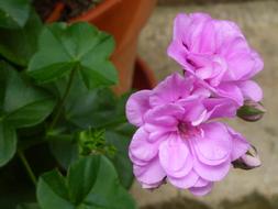 fabulous Pink Petal