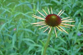 unusually beautiful Coneflower Purple