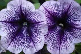 fabulous Petunia Flower Purple