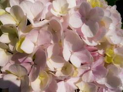 goodly Hortensia Flower Rosa