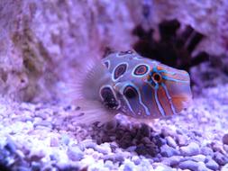 exotic Fish in Water deep