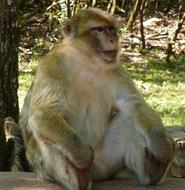 relaxed monkey sitting near a tree in the zoo